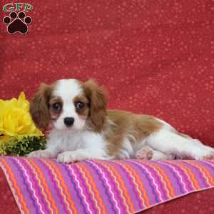 Peanut Butter, Cavalier King Charles Spaniel Puppy